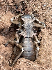 Enyaliopsis