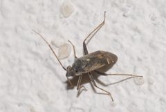 Polymerus cognatus