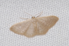 Idaea distinctaria