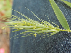 Elymus macgregorii