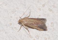 Metallostichodes nigrocyanella