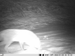 Vulpes vulpes vulpes