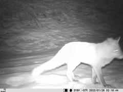 Vulpes vulpes vulpes