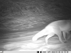 Vulpes vulpes vulpes