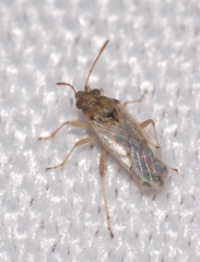 Nysius cymoides