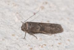 Blastobasis phycidella