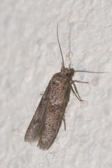 Blastobasis phycidella