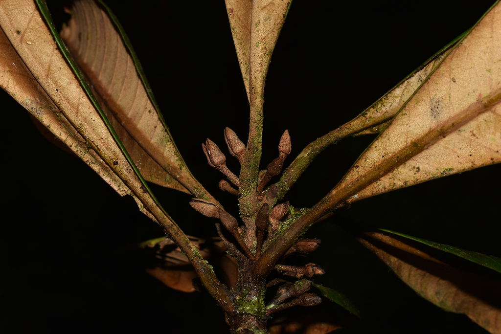 Pouteria cinnamomea