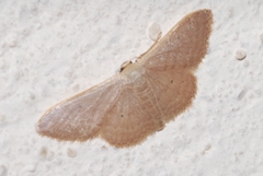 Idaea distinctaria
