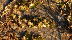 Brickellia veronicifolia