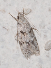 Symmoca signatella