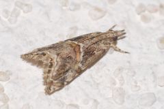 Euchromius cambridgei