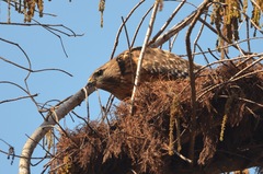 Buteo lineatus lineatus