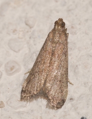 Metallostichodes nigrocyanella