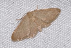 Idaea belemiata
