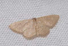 Idaea obsoletaria