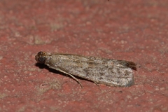 Cadra figulilella