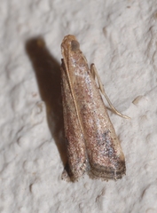 Metallostichodes nigrocyanella