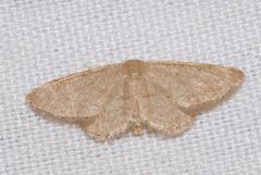 Idaea belemiata
