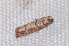 Blastesthia tessulatana