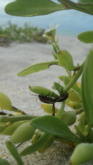 Murgantia histrionica