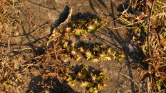 Brickellia veronicifolia