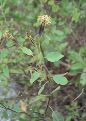 Porophyllum punctatum