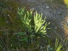 Achillea millefolium
