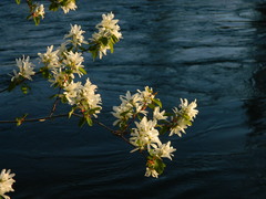 Amelanchier alnifolia