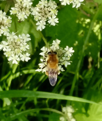 Criorhina floccosa