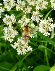 Criorhina floccosa