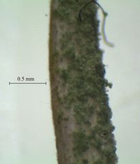 Cladonia subulata