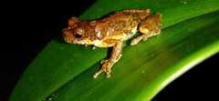 Dendropsophus microps