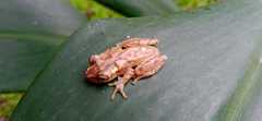 Dendropsophus berthalutzae