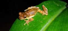 Dendropsophus microps
