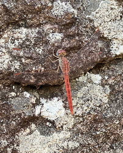 Rock Scarlet