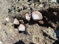 Siphonaria gigas