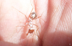 Cataglyphis bombycina