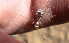 Cataglyphis bombycina
