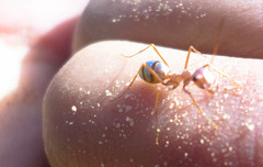 Cataglyphis bombycina