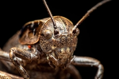 Pycnogaster sanchezgomezi constricta