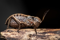 Pycnogaster sanchezgomezi constricta