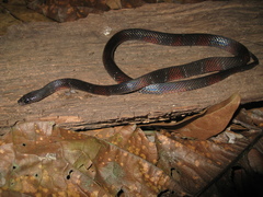 Oxyrhopus melanogenys