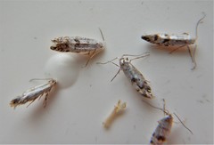 Argyresthia thuiella