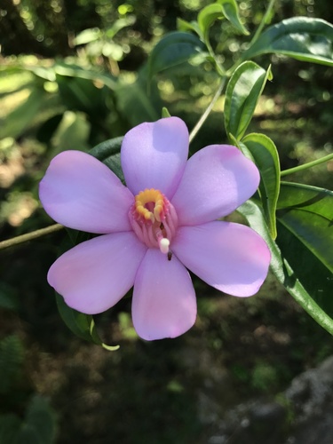 Blakea litoralis