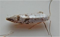 Argyresthia thuiella