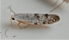 Argyresthia thuiella