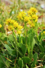Solidago simplex nana