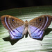 Purple-washed Eyed-Metalmark - Photo no rights reserved, uploaded by Zygy