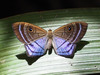 Mariposa Marcas de Metal Púrpura con Ojos - Photo no hay derechos reservados, subido por Zygy